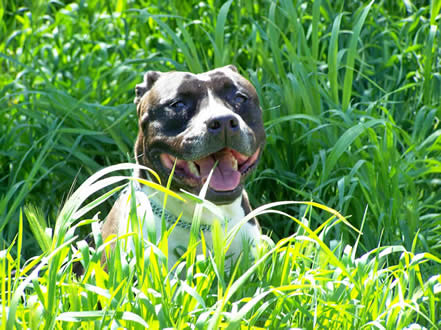 Aust. CH. Lykan Nishanu